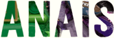 STATIC NAME – Anais